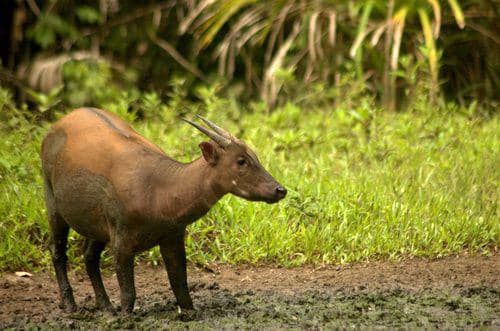 ilustrasi anoa (inaturalist.org)