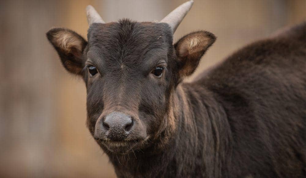 Anoa hewan Indonesia yang terancam punah