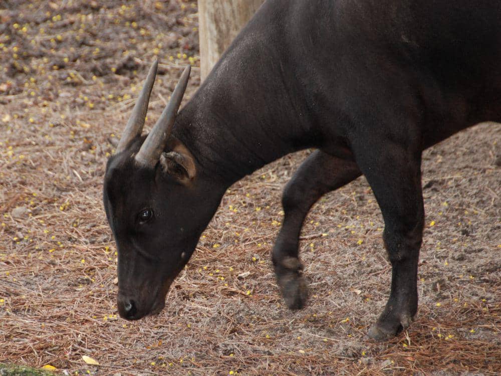 ilustrasi anoa (theonlinezoo.com)