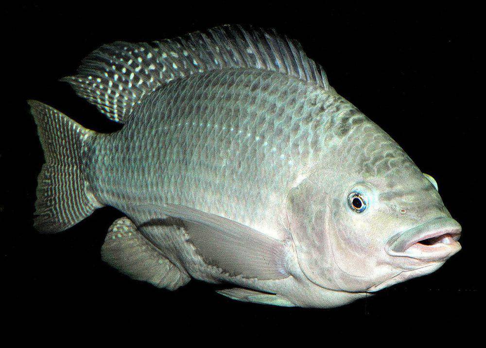 Ikan nila (commons.wikimedia.org/Germano Roberto Schüür)