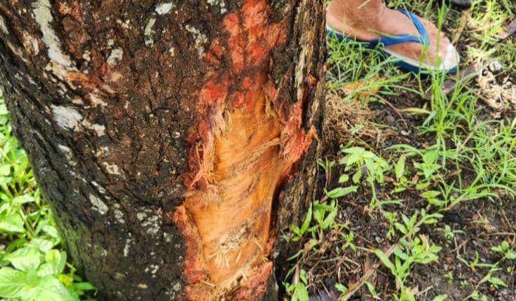 Pohon di Jalan Samas yang diduga ditabrak oleh korban hingga terpental masuk Sungai Winongo Kecil.(Dok.Polres Bantul)