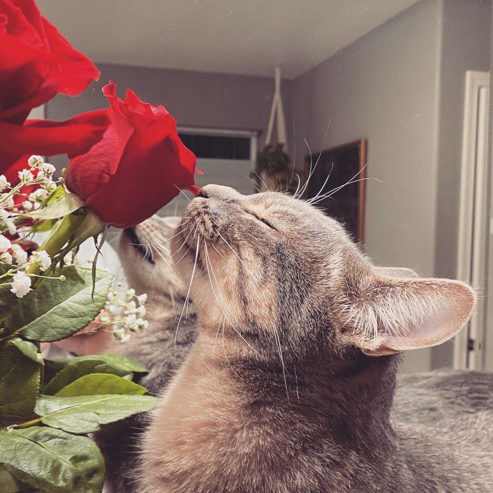 foto lucu kucing dan bunga mawar (reddit.com/deleted)