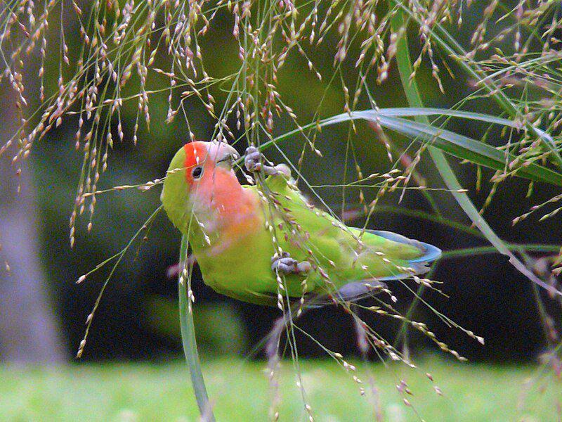 ilustrasi lovebird (commons.wikimedia.org/David González Romero)