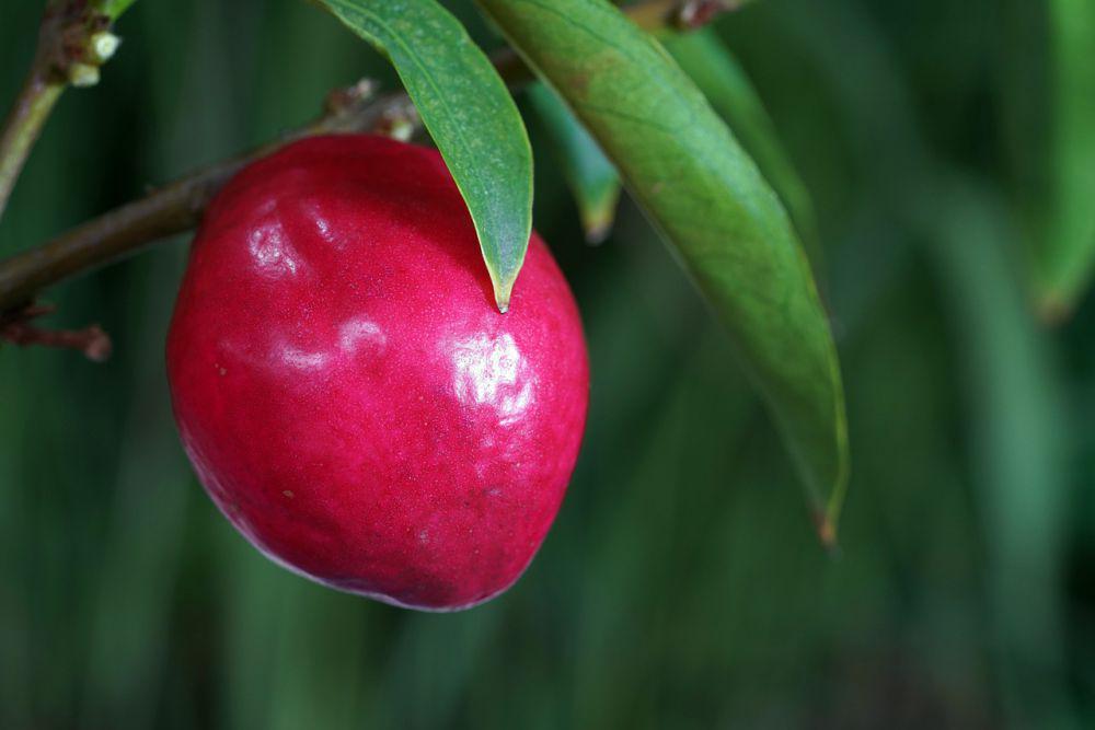 ilustrasi buah mahkota dewa (pixabay.com/ignartonosbg)