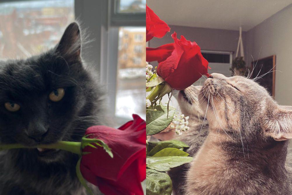 8 Foto Lucu Kucing dan Bunga Mawar, Aura Romantisnya Keluar
