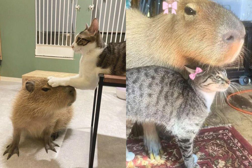 9 Foto Lucu Kucing dan Kapibara yang Akrab bak Bestie Sejati