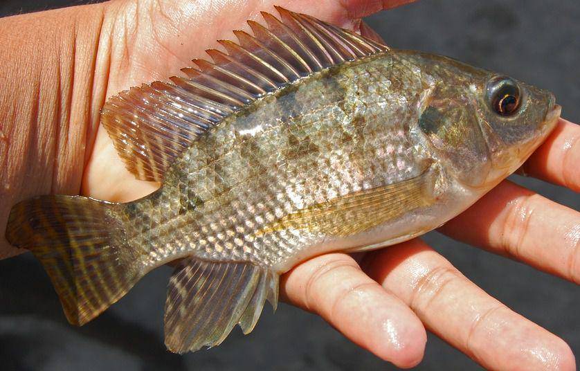 Ikan nila (commons.wikimedia.org/W.A. Djatmiko)