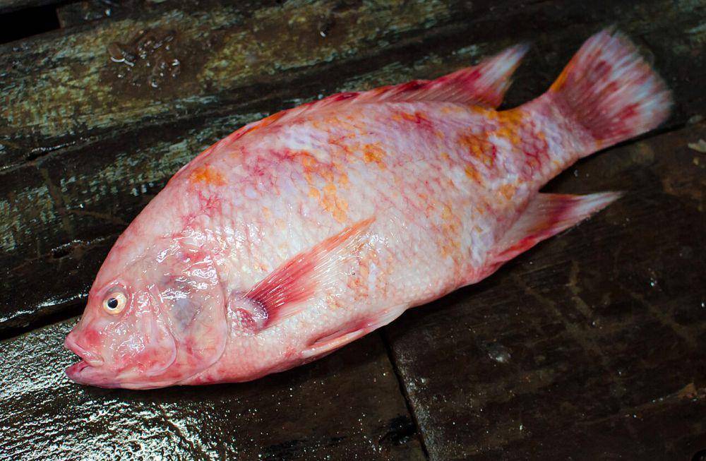 Ikan nila (commons.wikimedia.org/Takeaway)