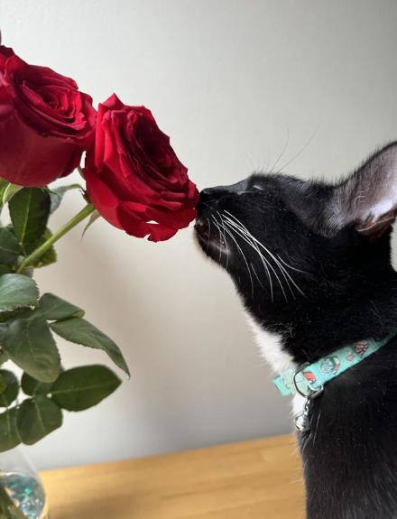 foto lucu kucing dan bunga mawar (reddit.com/imb6954)