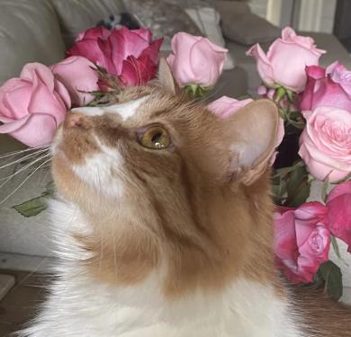 foto lucu kucing dan bunga mawar (reddit.com/BirchGlass)
