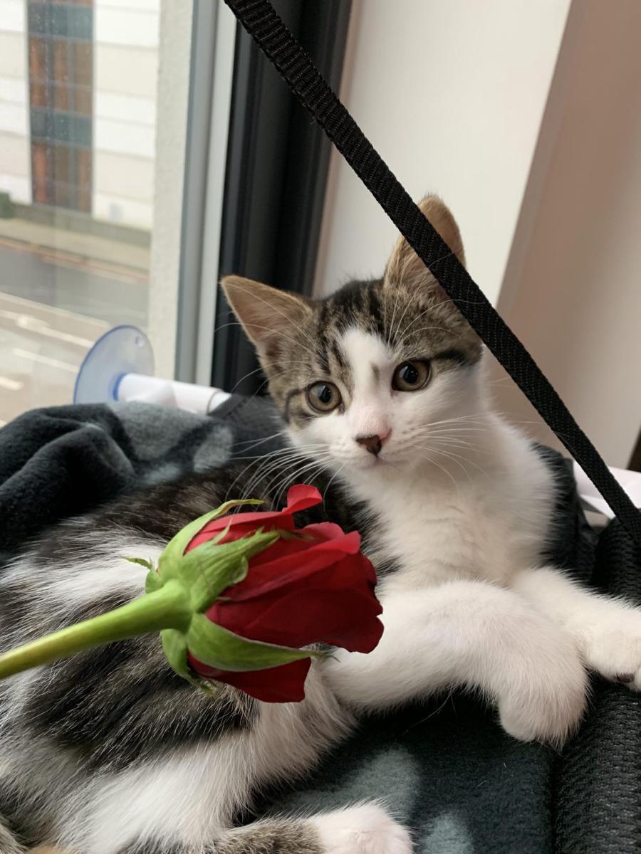 foto lucu kucing dan bunga mawar (reddit.com/buttercuprosies)