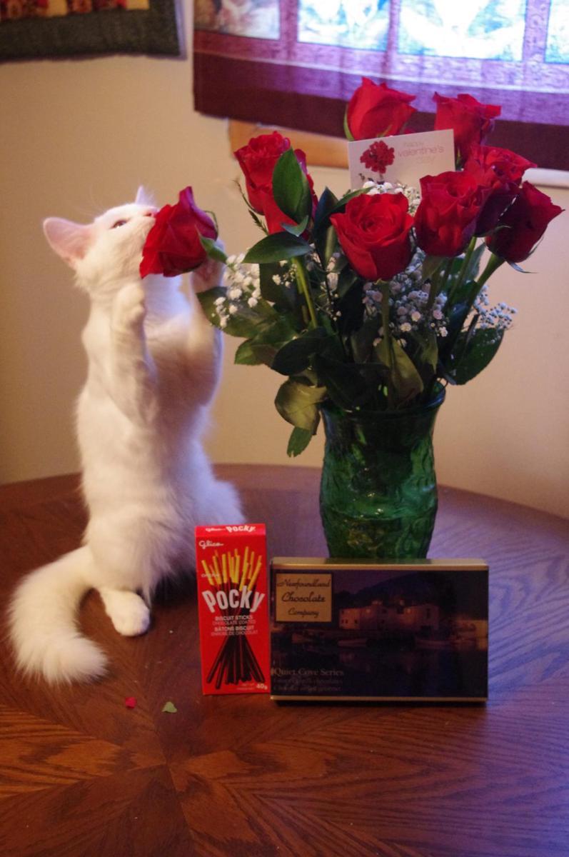 foto lucu kucing dan bunga mawar (reddit.com/BloodmageR)