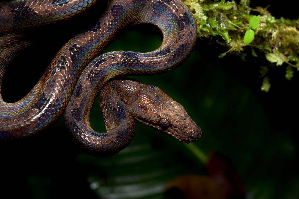 ilustrasi Corallus blombergi (commons.wikimedia.org/Philipp Hoenle)