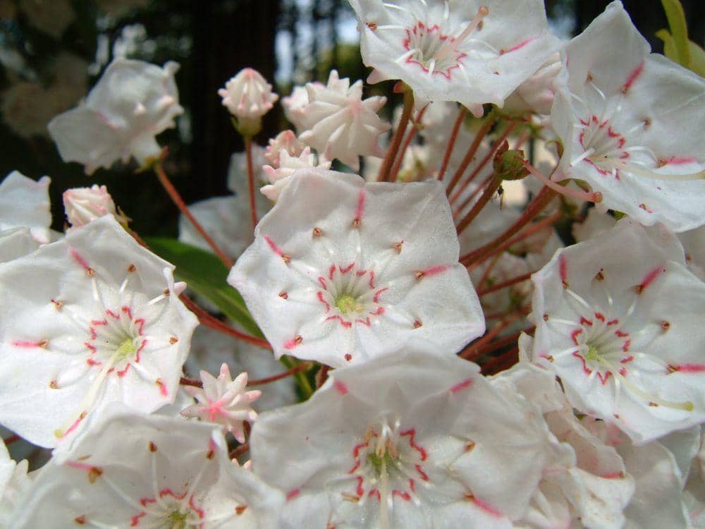ilustrasi mountain laurel (flickr.com/Takekazu Omi)