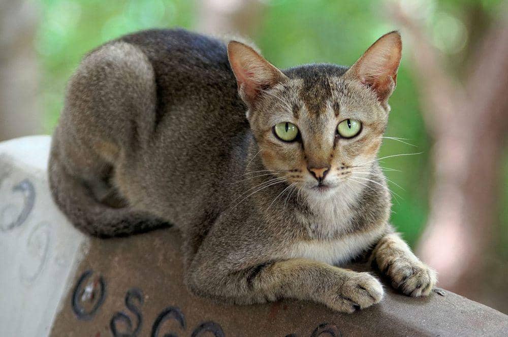 Kucing domestik (commons.wikimedia.org/Jakub Hałun)