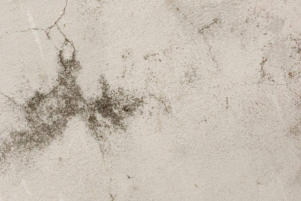 Bahaya Black Mold untuk Kesehatan