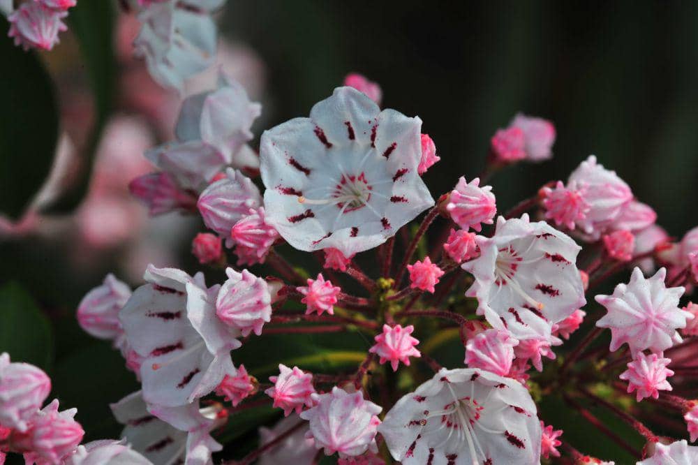 5 Fakta Menarik Mountain Laurel, Dapat Tumbuh hingga Setinggi 9 Meter!
