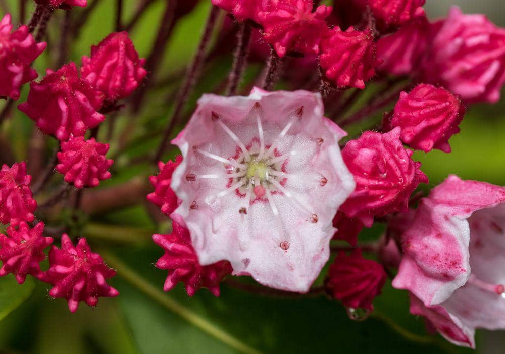ilustrasi mountain laurel (flickr.com/Cri.84)