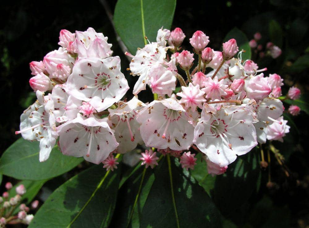 ilustrasi mountain laurel (flickr.com/David Midgley)