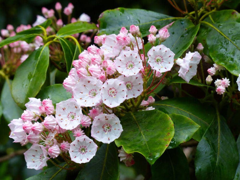 ilustrasi mountain laurel (flickr.com/Gilder Kate)