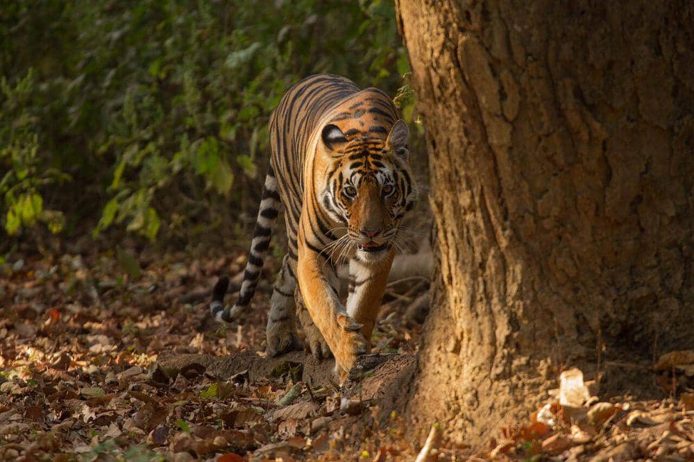 Kucing besar (commons.wikimedia.org/Yajuvendraupadhyaya)