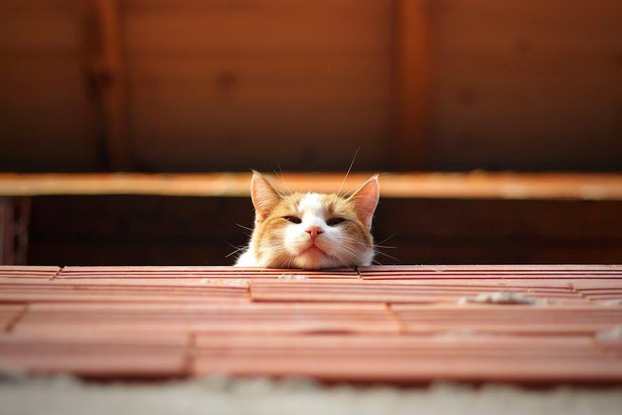 Apakah Kucing Boleh Makan Cicak? Ini Jawabannya