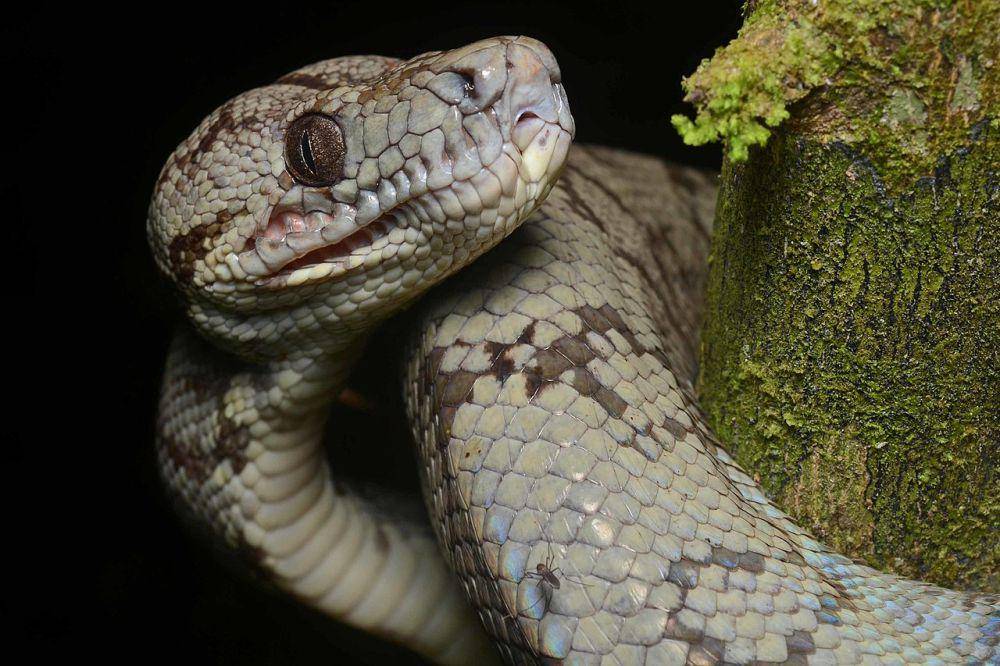 ilustrasi Corallus hortulana (commons.wikimedia.org/Geoff Gallice)