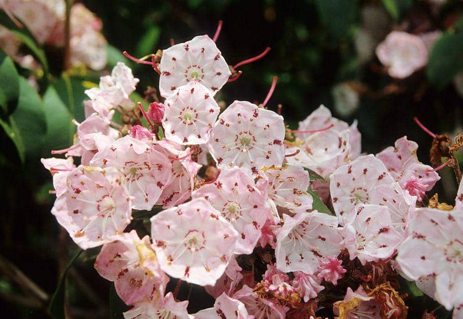 ilustrasi mountain laurel (flickr.com/Stephen Seiberling)