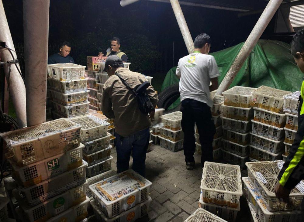Asal Palembang Tujuan Jawa, 4.354 Burung Ilegal Disita di Tol Lampung