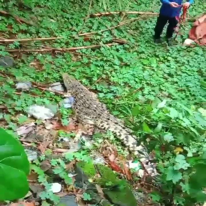 Buaya 3 meter seberat 100 kilogram lebih dievakuasi petugas Damkar Kota Yogyakarta. (Dok. Damkar Kota Yogyakarta)