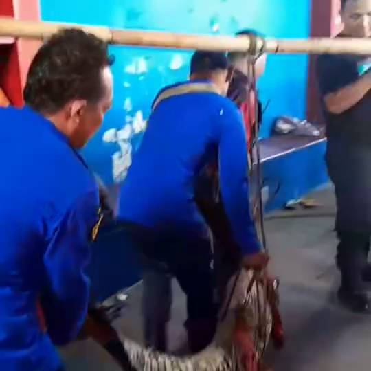 Buaya 3 meter seberat 100 kilogram lebih dievakuasi petugas Damkar Kota Yogyakarta. (Dok. Damkar Kota Yogyakarta)