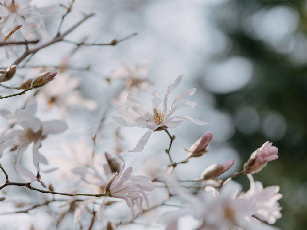 ilustrasi pohon magnolia bintang (unsplash.com/Annie Spratt)
