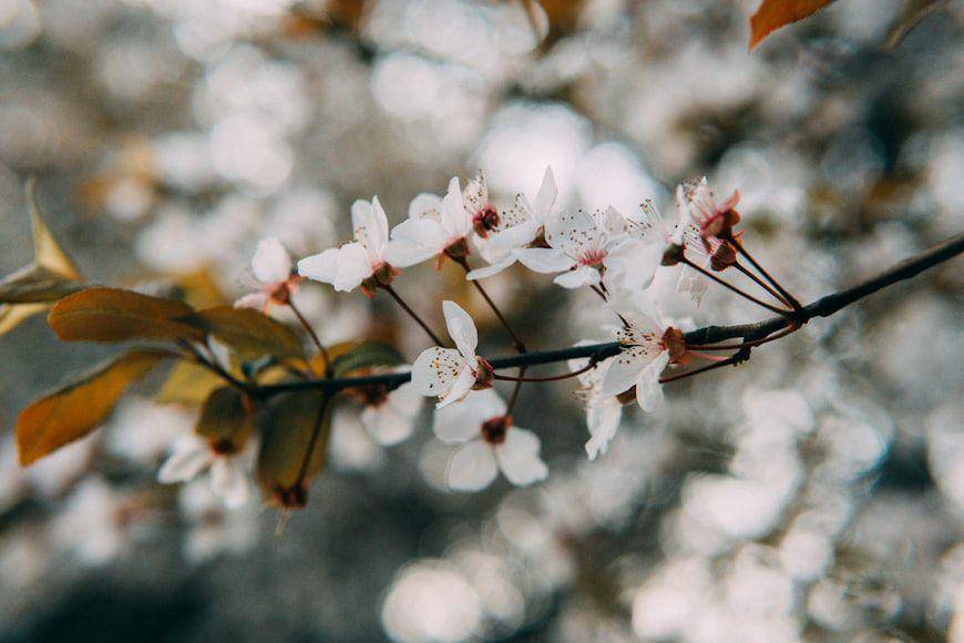ilustrasi pohon almond berbunga (unsplash.com/Xinyi W.)