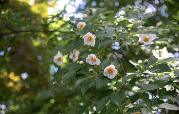 stewartia Jepang (thespruce.com/Evgeniya Vlasova)