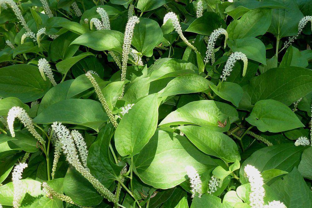 Tanaman lizard's tail (commons.wikimedia.org/JMK)