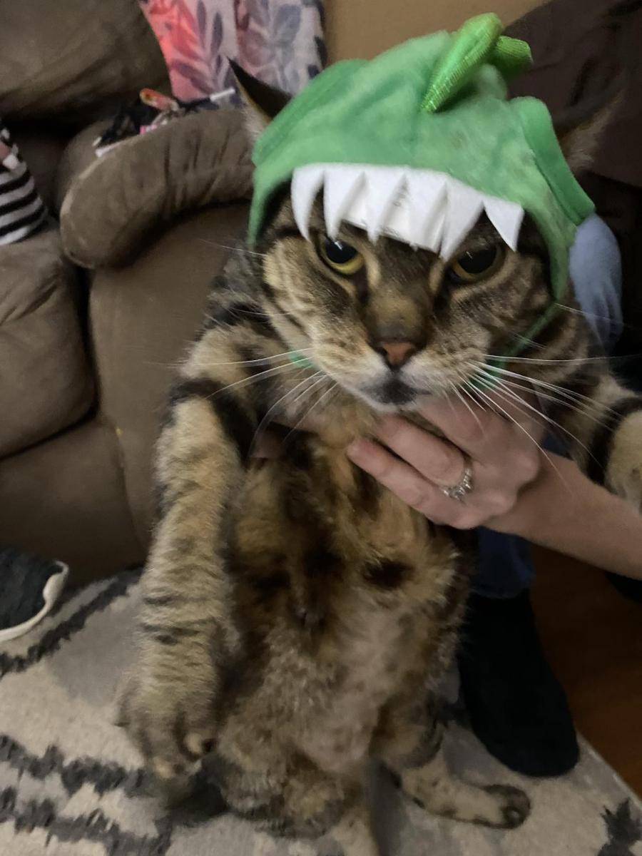 foto lucu kucing mujair pakai kostum dino hijau (reddit.com/Battle09)