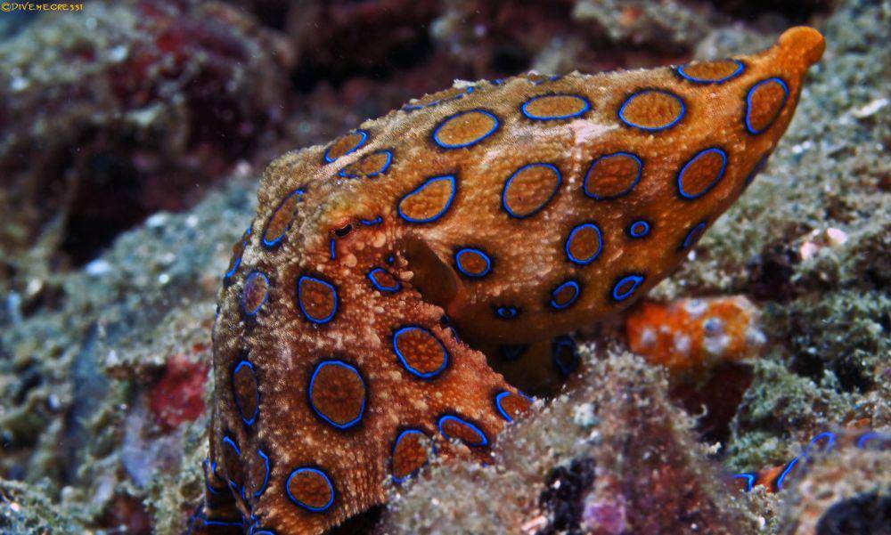 ilustrasi gurita cincin biru (flickr.com/divemecressi)