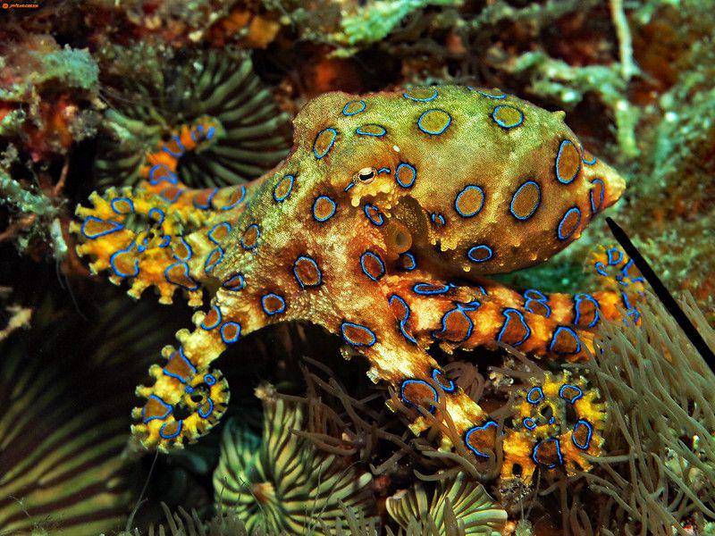 ilustrasi gurita cincin biru (flickr.com/divemecressi)