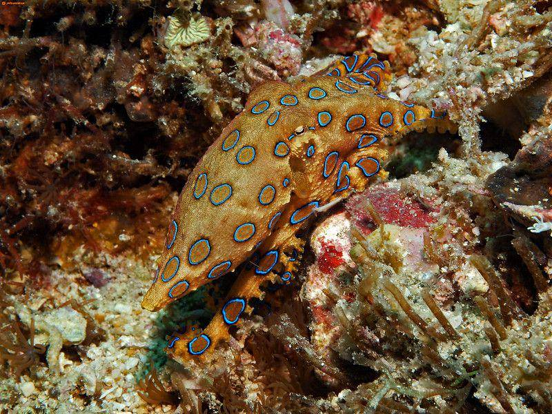ilustrasi gurita cincin biru (flickr.com/divemecressi)