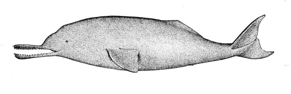 ilustrasi lumba-lumba sungai indus (commons.wikimedia.org/Unknown author)