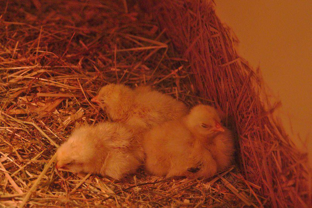 Anak ayam (commons.wikimedia.org/Paul Korecky)