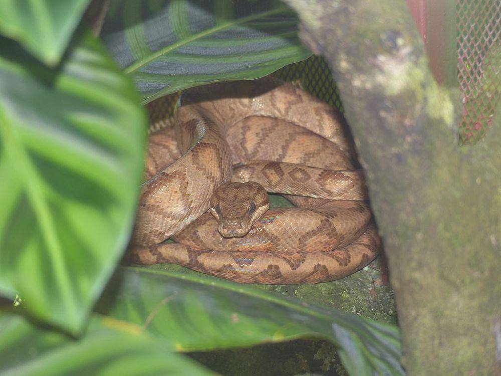 ilustrasi Corallus annulatus (commons.wikimedia.org/Goodshort)