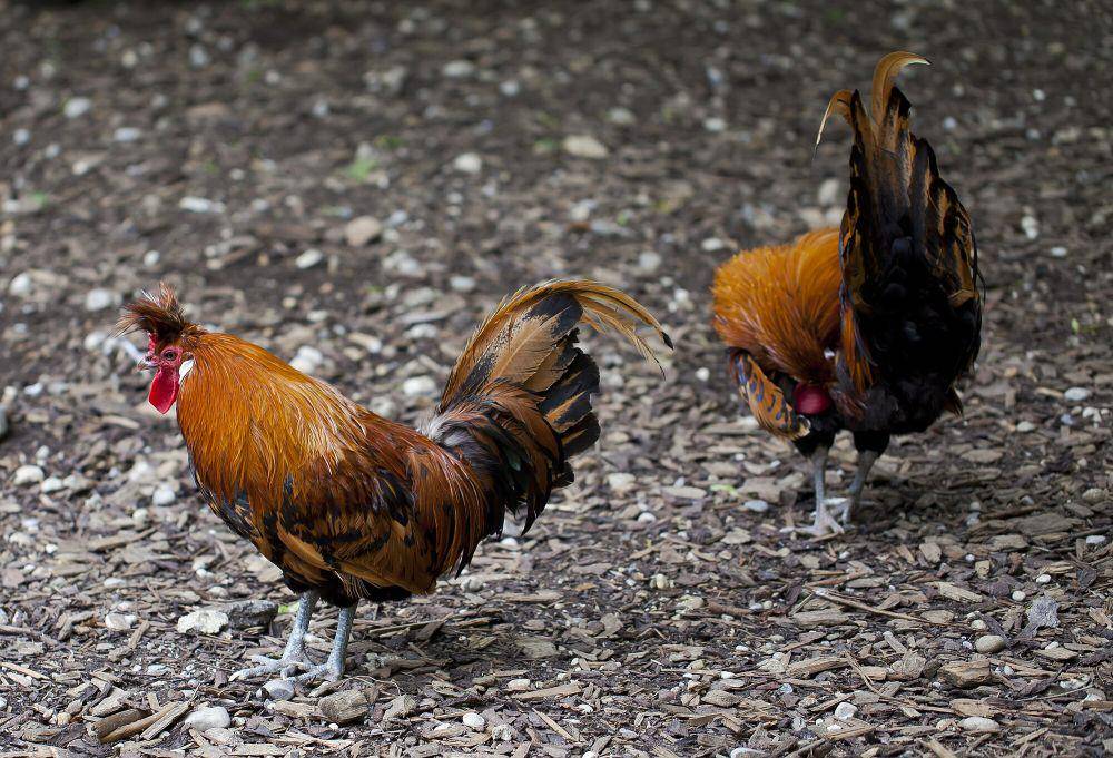 Ayam jantan (commons.wikimedia.org/Diego Delso))