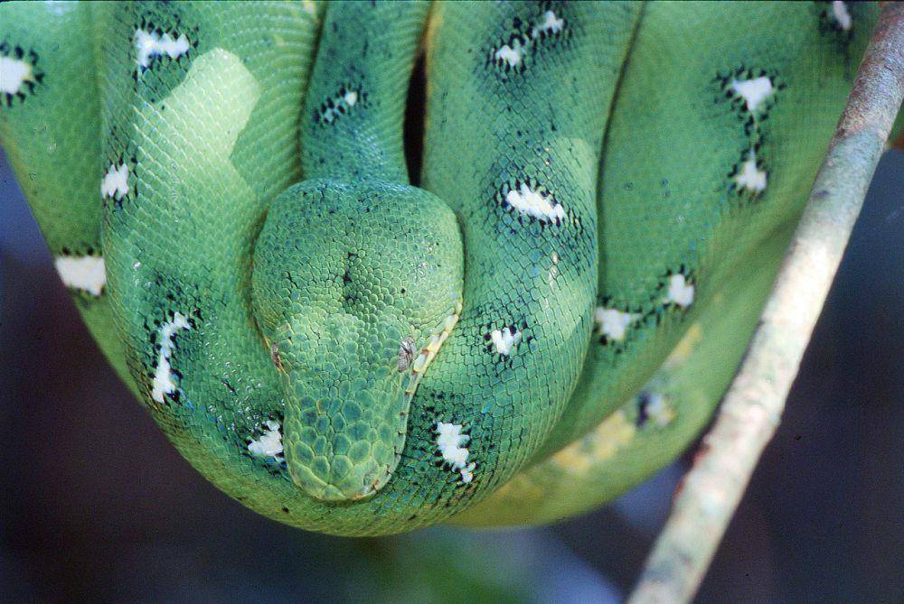 ilustrasi Corallus batesii (commons.wikimedia.org/Kyle Van Houtan)