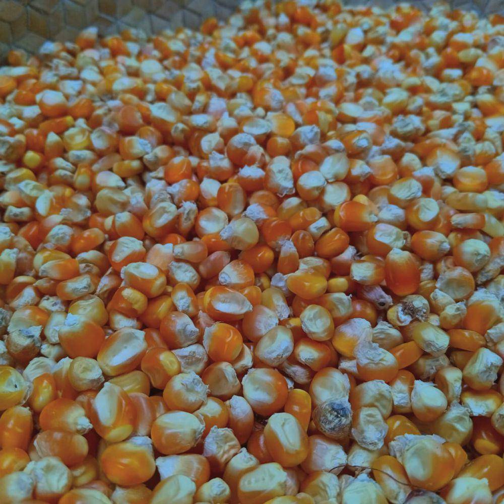 Jagung biji(Dok.pribadi/Idha)