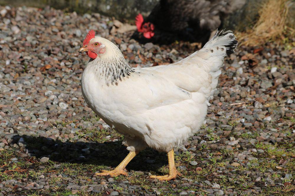 5 Fakta Perkembangbiakan Ayam, Bisa Bertelur Tanpa Jantan