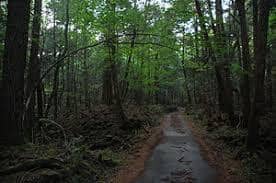 Pohon Aokigahara. ( wikipedia )