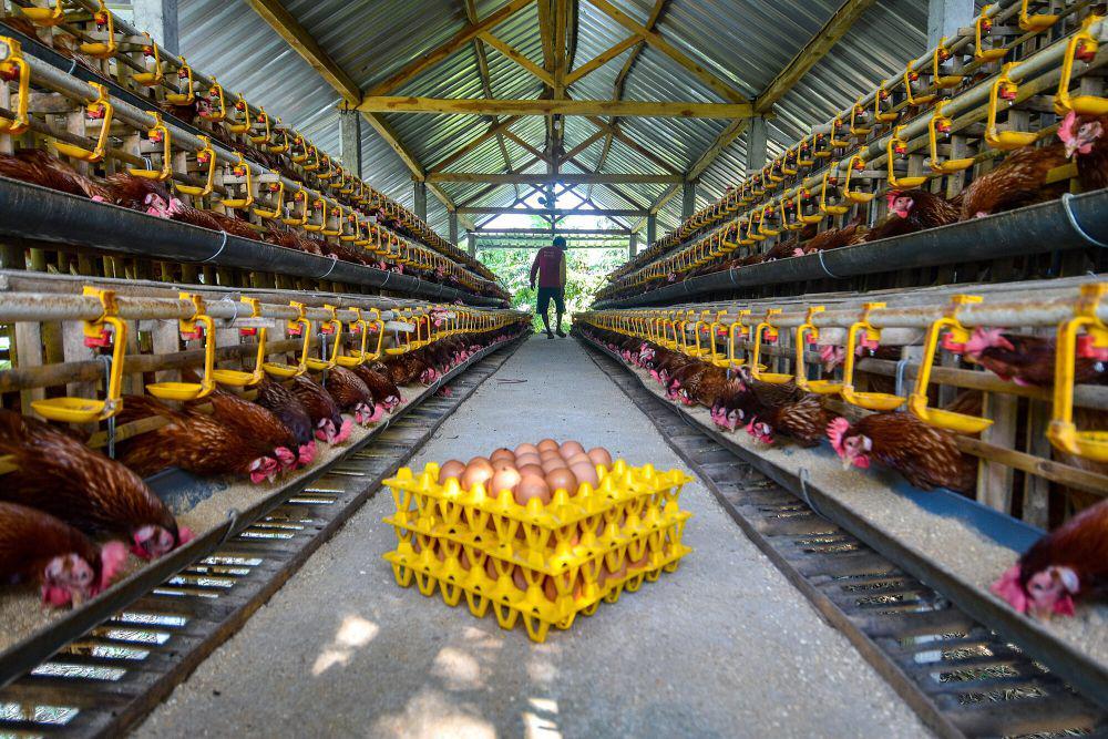 AS Batalkan Dana Rp11,4 Triliun untuk Vaksin Flu Burung Moderna