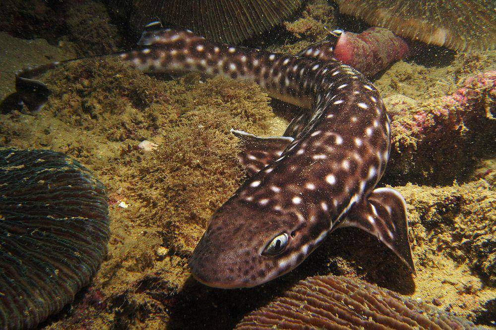 Hiu kucing karang (commons.wikimedia.org/Kong)