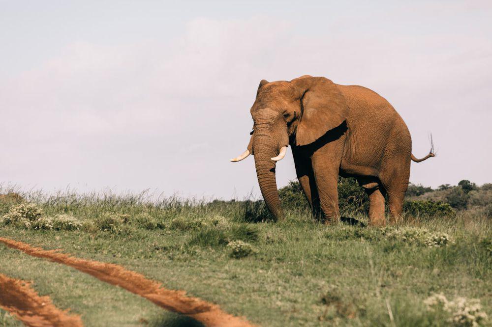 3 Fakta Musth pada Gajah Jantan, Tanda Siap Mencari Pasangan